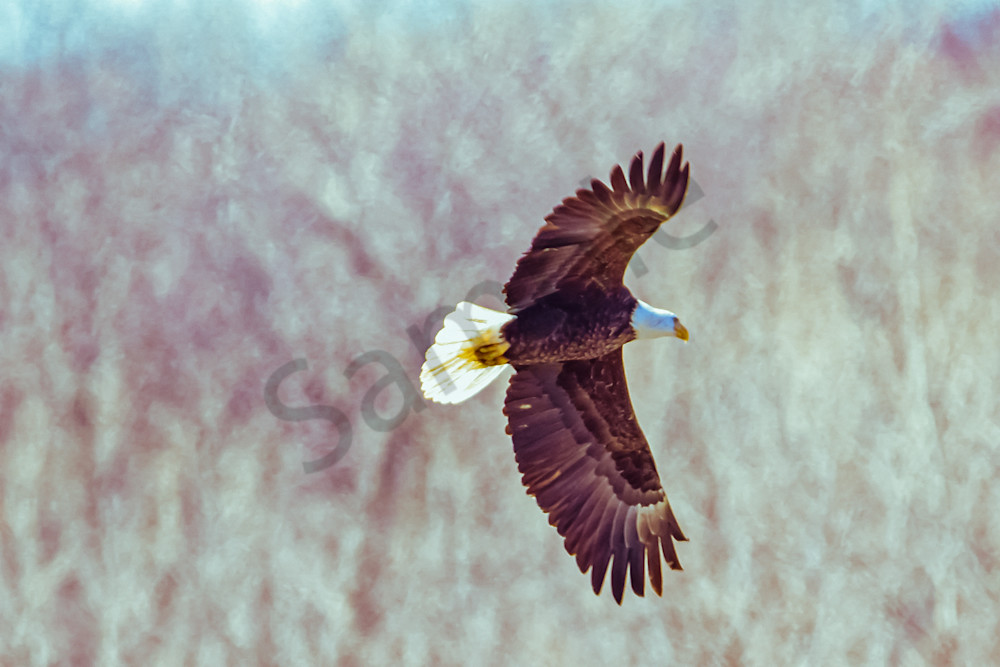 March 2025 163 Photography Art | Photos By Regan