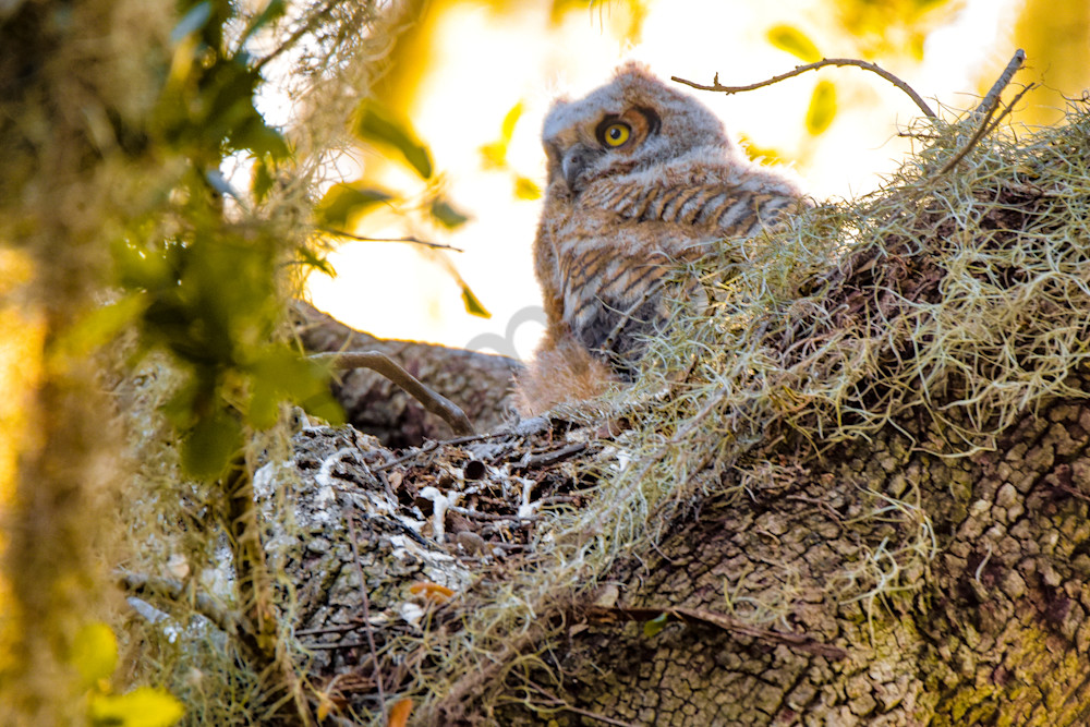 March 2025 211 Photography Art | Photos By Regan