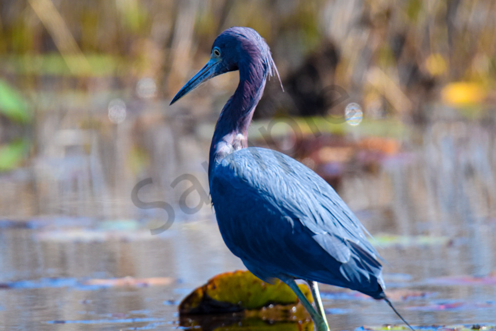 March 2025 306 Photography Art | Photos By Regan