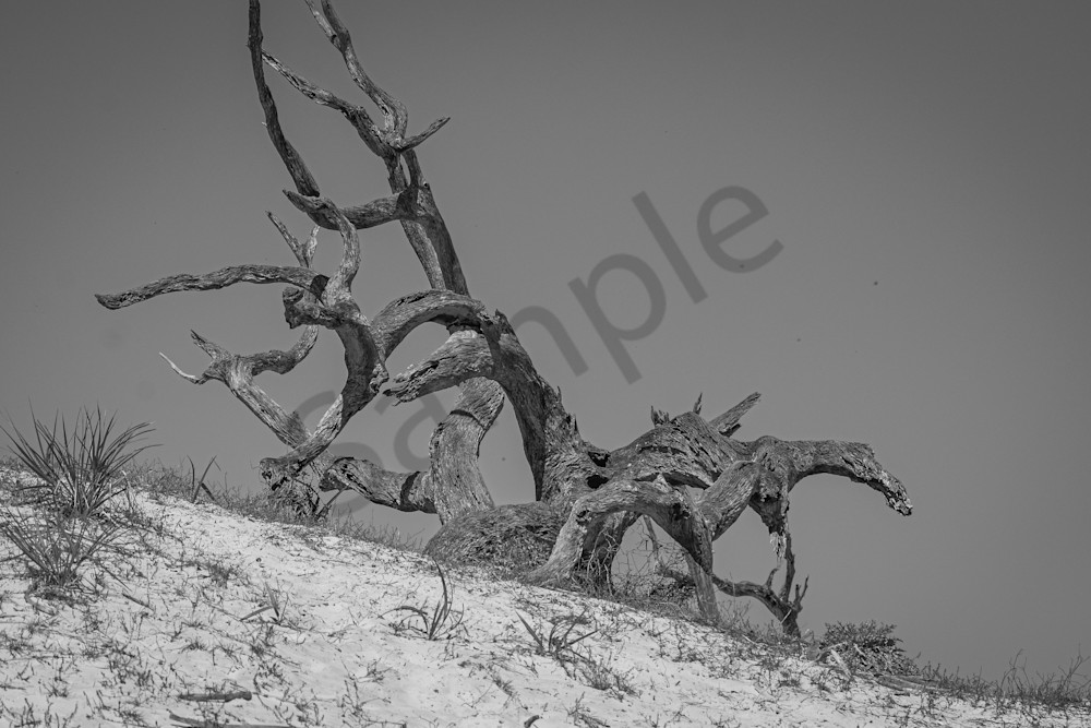 March 2025 398 Photography Art | Photos By Regan