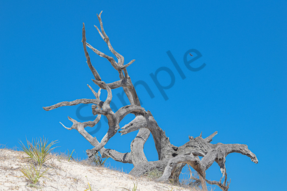 March 2025 399 Photography Art | Photos By Regan