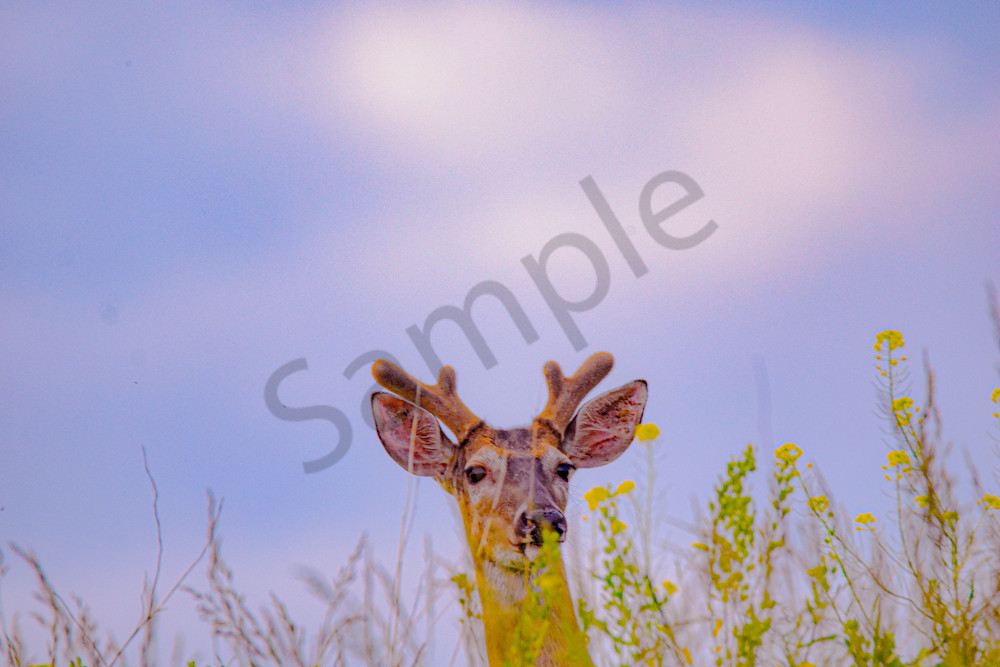 May 2025 70 Photography Art | Photos By Regan