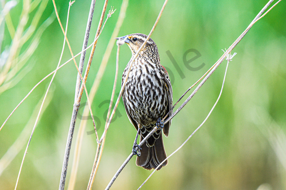 May 2025 191 Photography Art | Photos By Regan