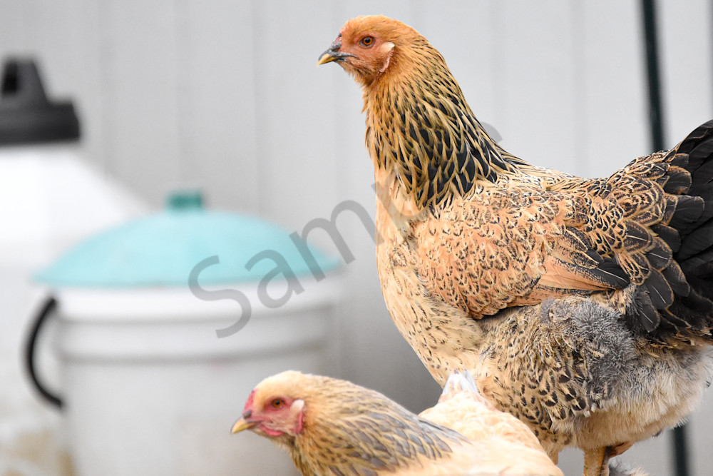 November 2025 78 Photography Art | Photos By Regan