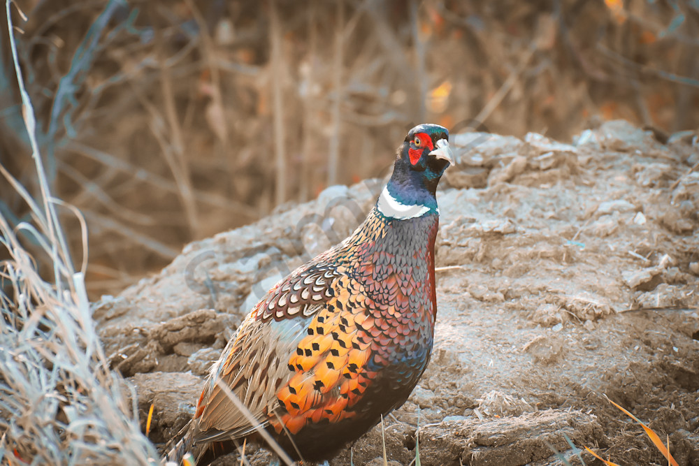 November 2025 121 Photography Art | Photos By Regan