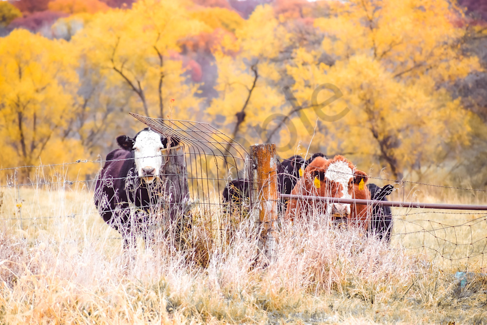 November 2025 216 Photography Art | Photos By Regan