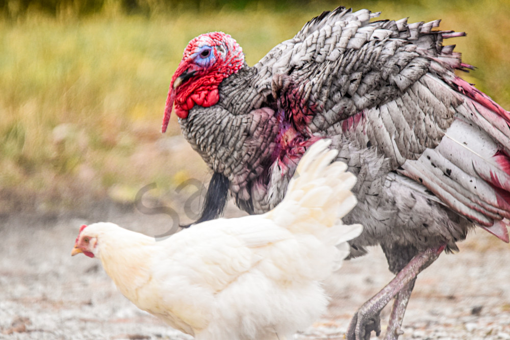 October 2025 53 Photography Art | Photos By Regan