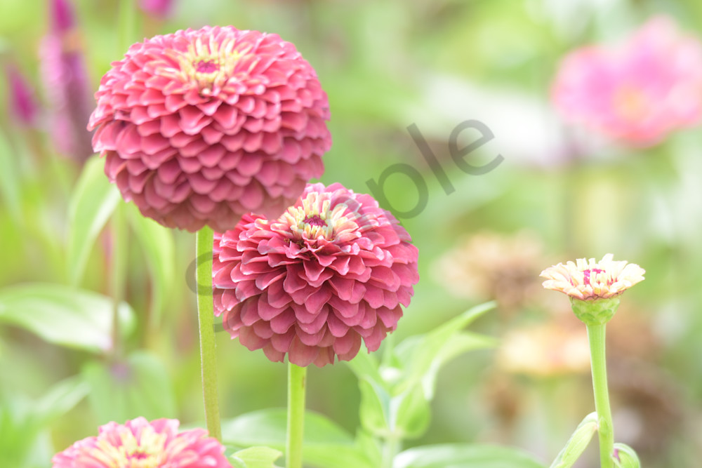 September 2025 1358 Photography Art | Photos By Regan