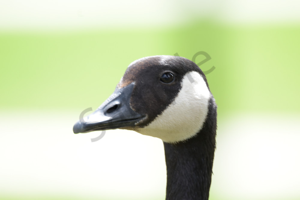 April 2024 336 Photography Art | Photos By Regan