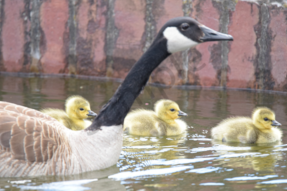 April 2024 287 Photography Art | Photos By Regan