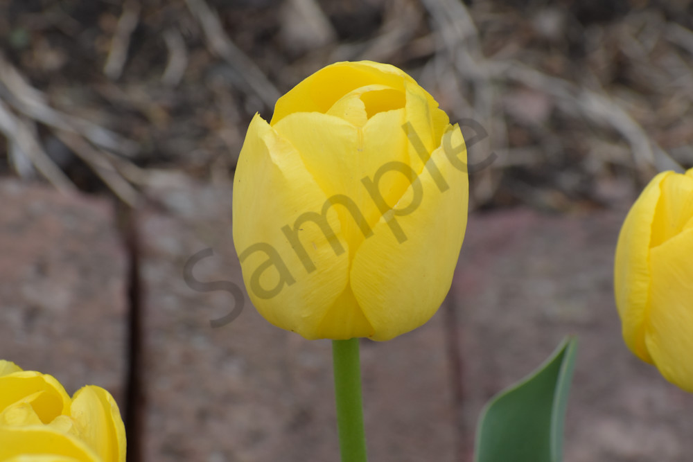 April 2024 401 Photography Art | Photos By Regan