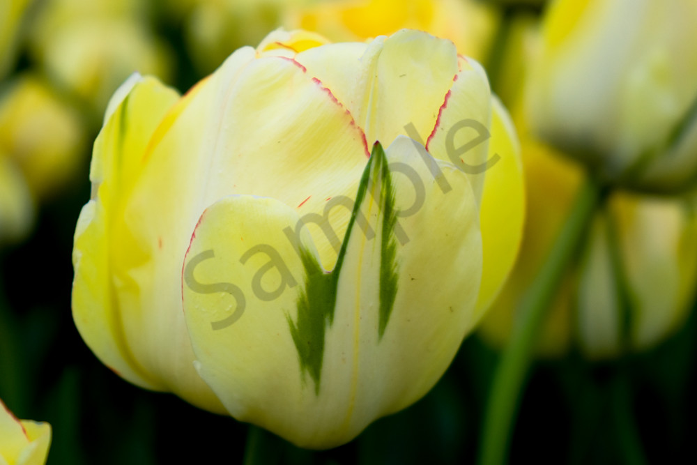 April 2024 614 Photography Art | Photos By Regan