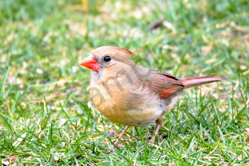 April 2024 646 Photography Art | Photos By Regan