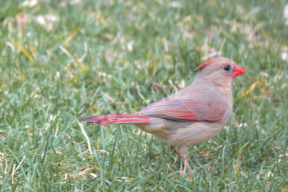 April 2024 667 Photography Art | Photos By Regan