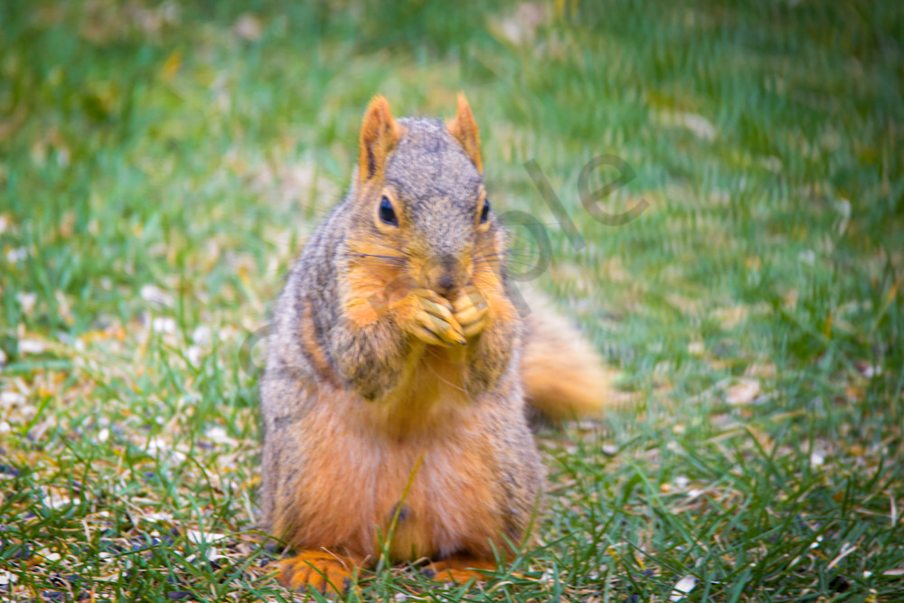 April 2024 684 Photography Art | Photos By Regan