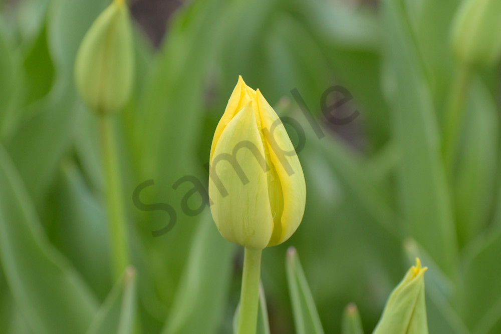 April 2025 60 Photography Art | Photos By Regan