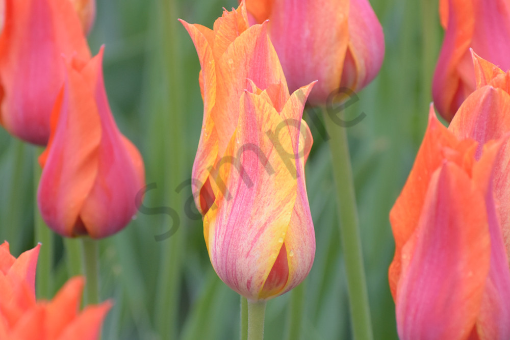 April 2025 57 Photography Art | Photos By Regan