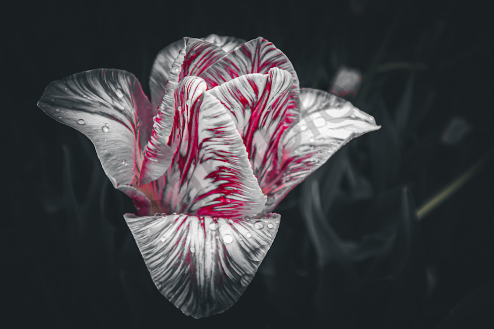 April 2025 177 Photography Art | Photos By Regan