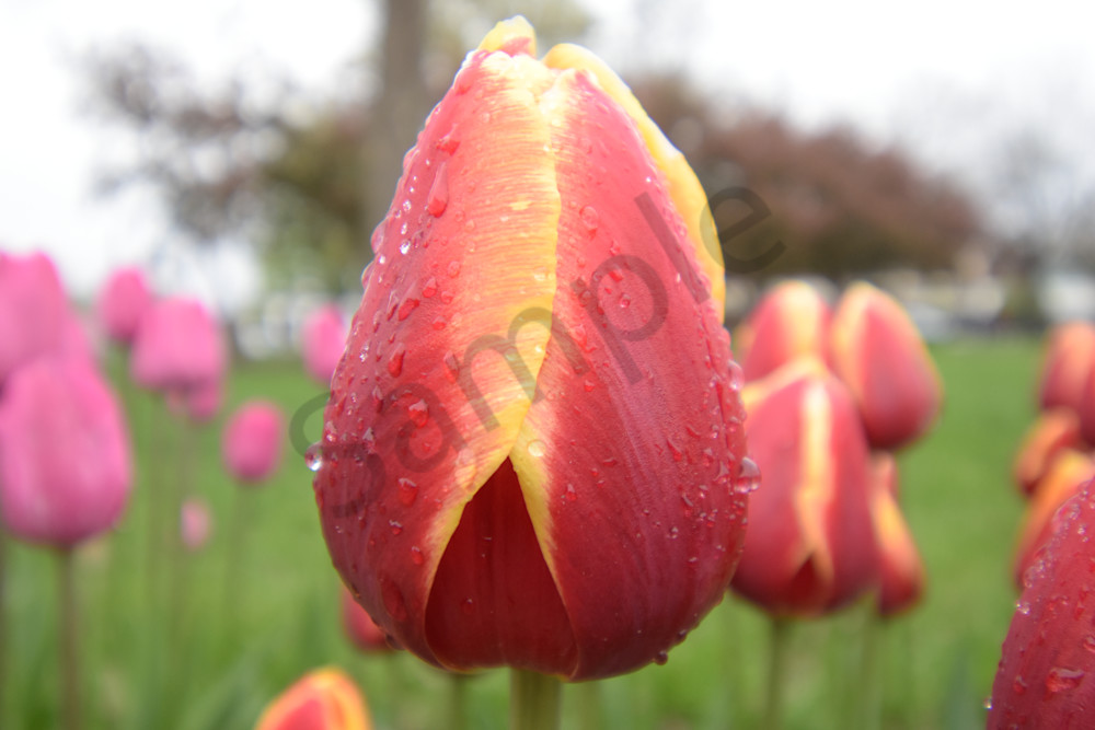 April 2025 234 Photography Art | Photos By Regan