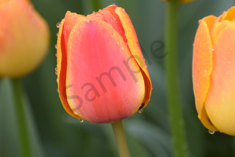 April 2025 207 Photography Art | Photos By Regan