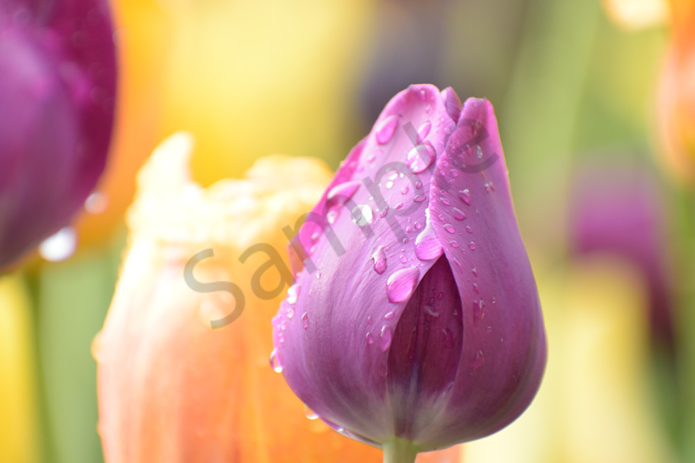 April 2025 317 Photography Art | Photos By Regan