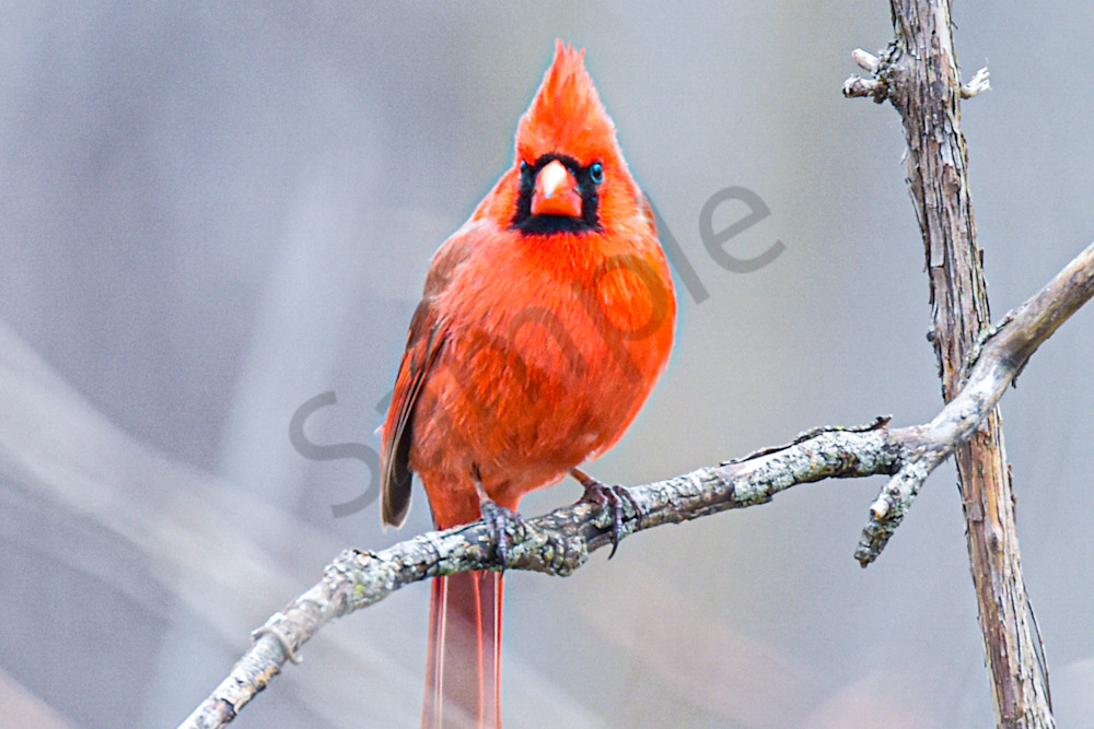 April 2025 546 Photography Art | Photos By Regan