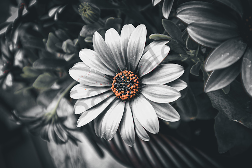 April 2025 585 Photography Art | Photos By Regan