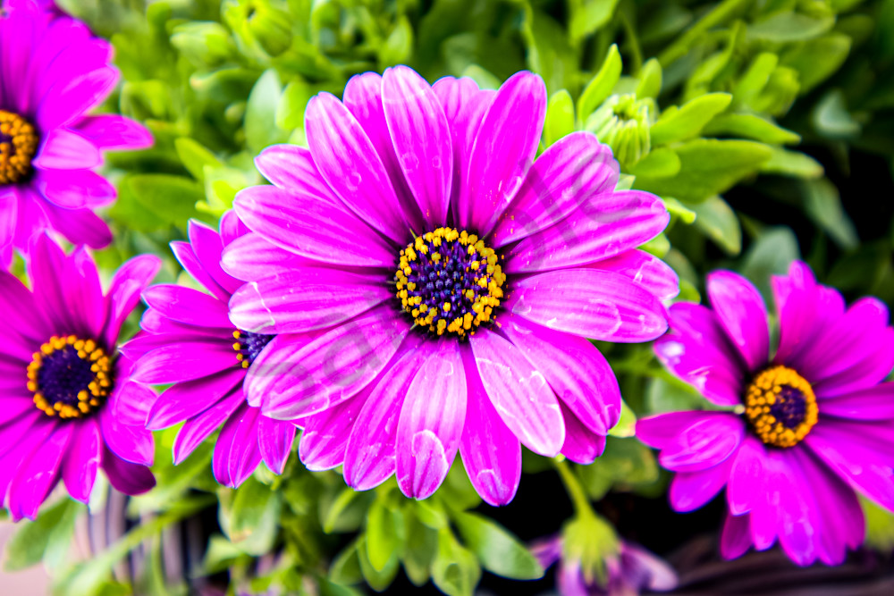 April 2025 576 Photography Art | Photos By Regan