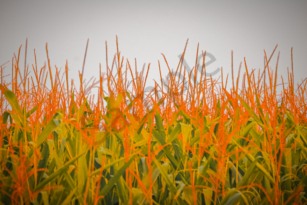 August  2024 80 Photography Art | Photos By Regan