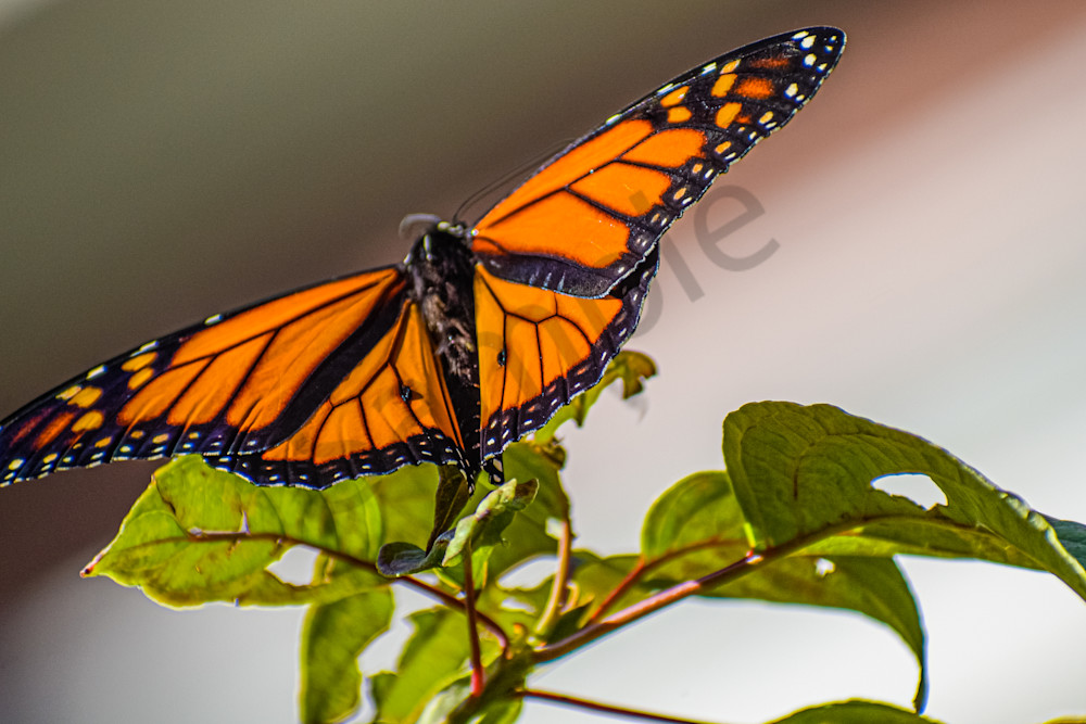 August  2024 317 Photography Art | Photos By Regan