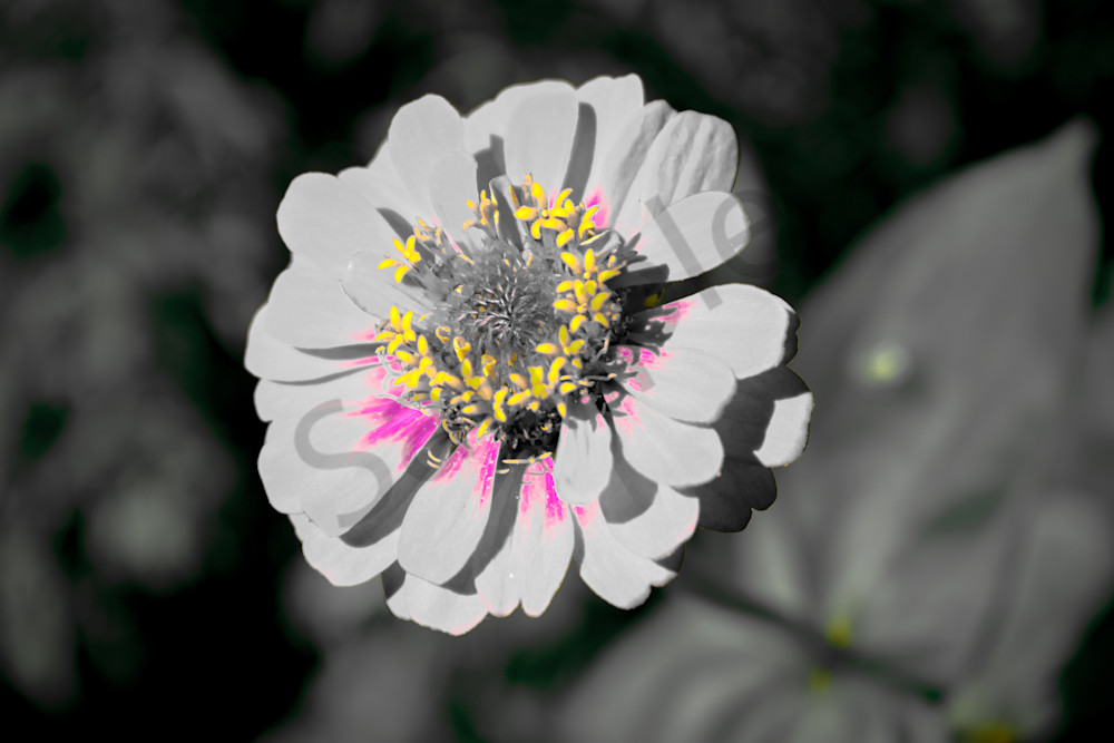 August  2024 367 Photography Art | Photos By Regan