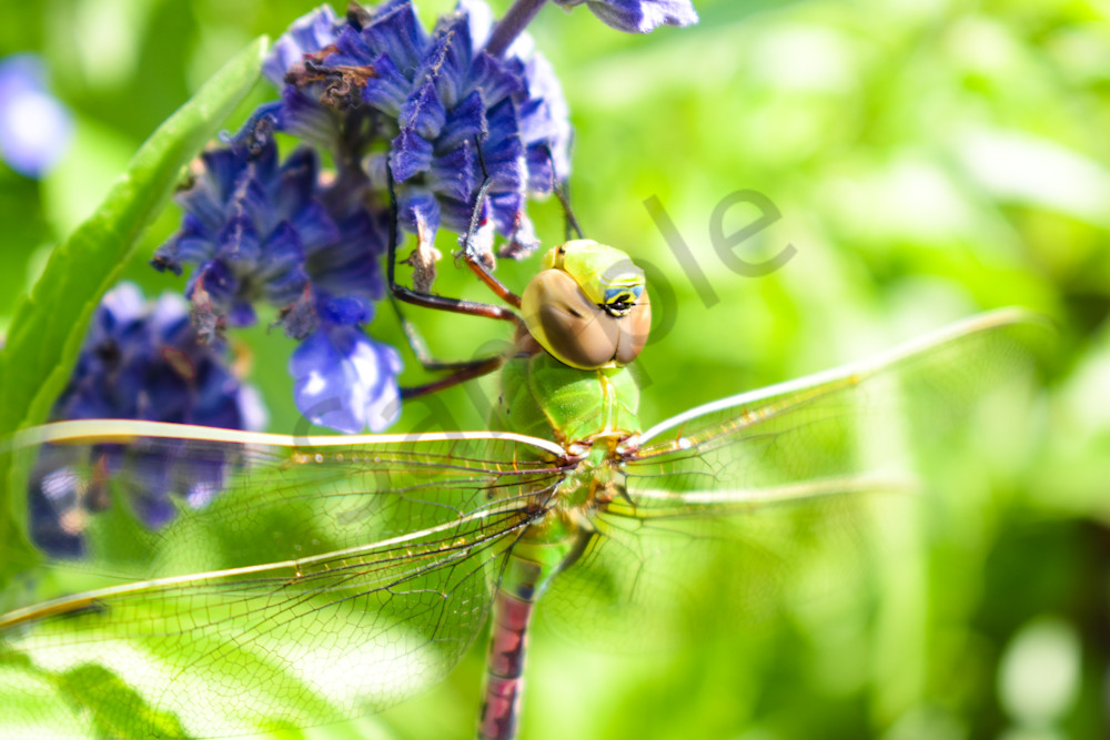 August  2024 369 Photography Art | Photos By Regan