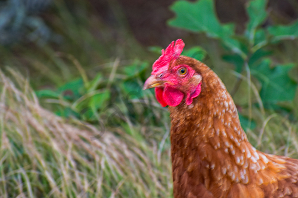 August 2025 520 Photography Art | Photos By Regan