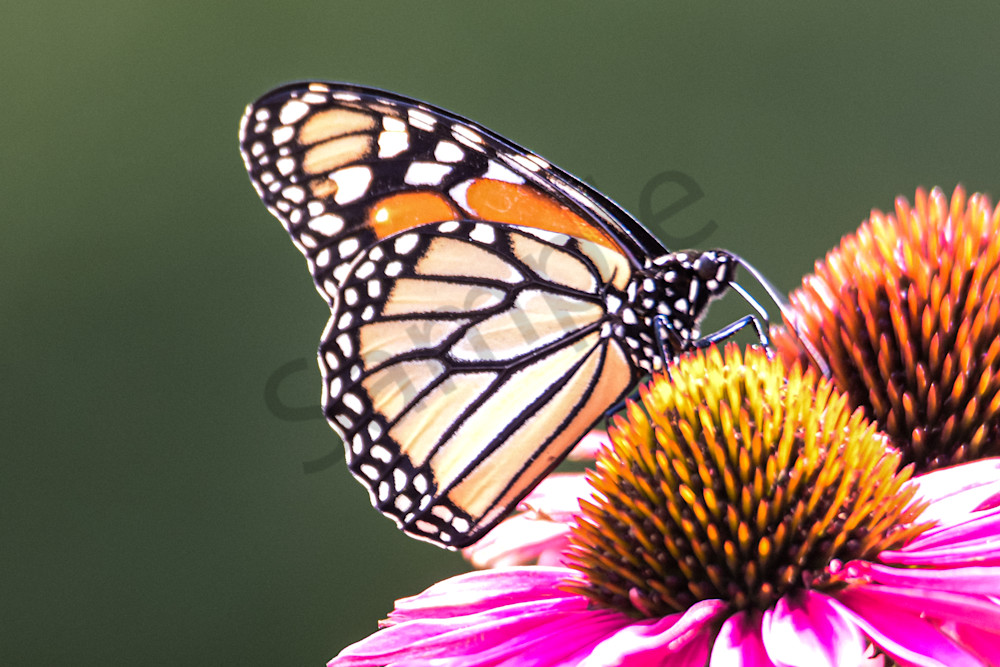 August 2025 928 Photography Art | Photos By Regan