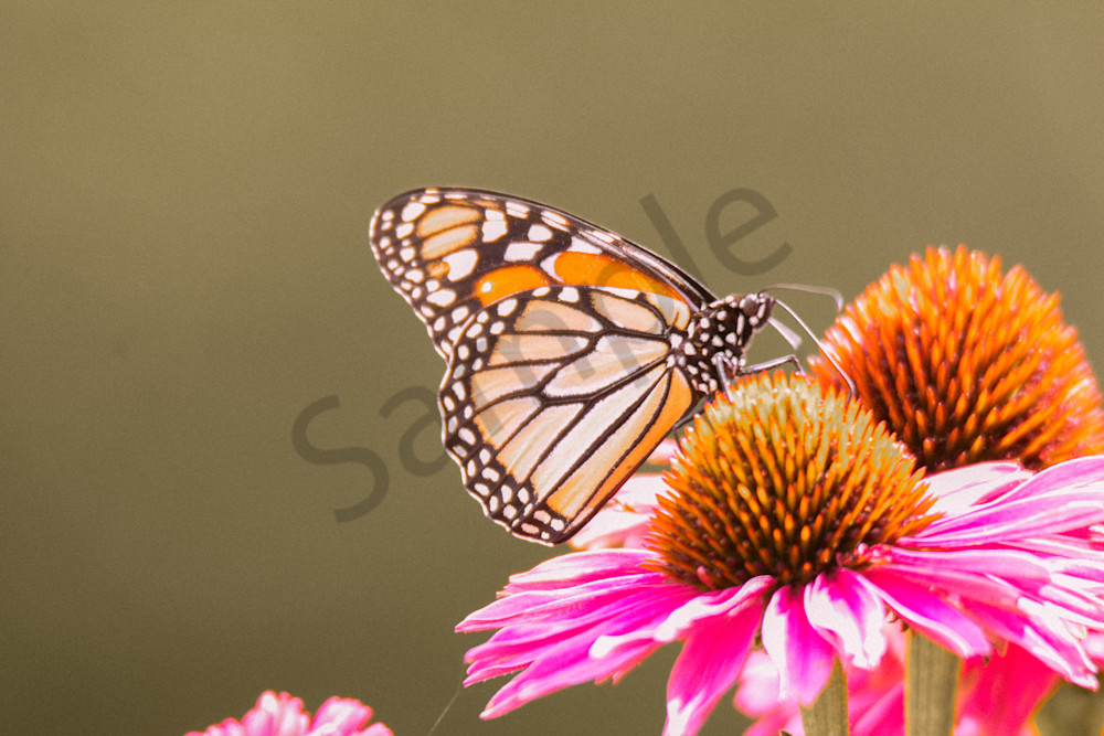 August 2025 930 Photography Art | Photos By Regan