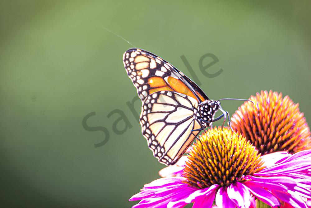 August 2025 924 Photography Art | Photos By Regan