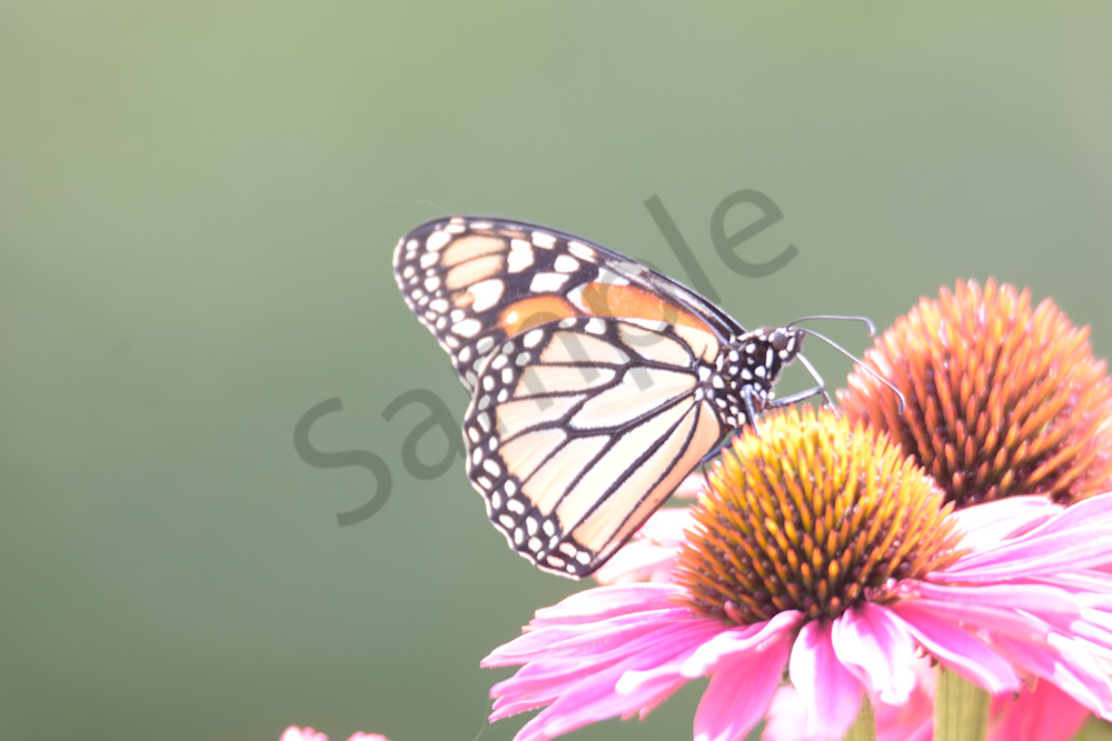 August 2025 931 Photography Art | Photos By Regan