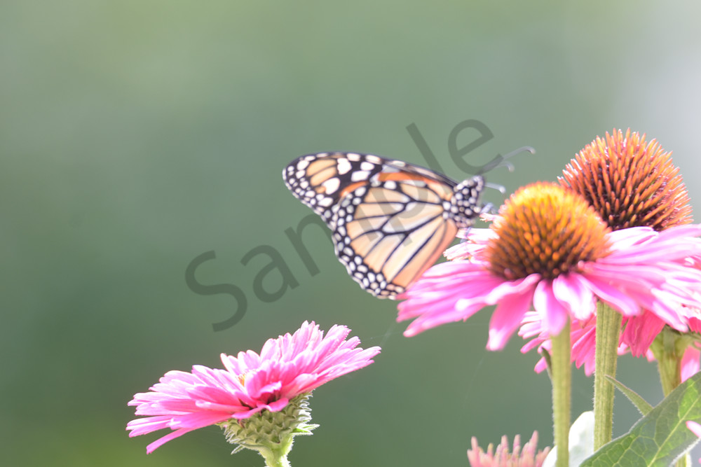 August 2025 948 Photography Art | Photos By Regan