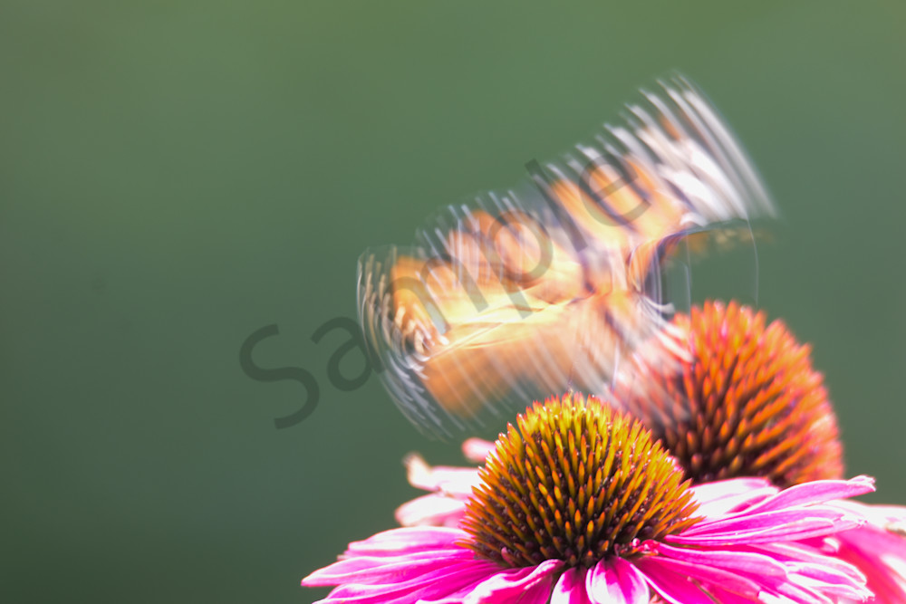 August 2025 969 Photography Art | Photos By Regan