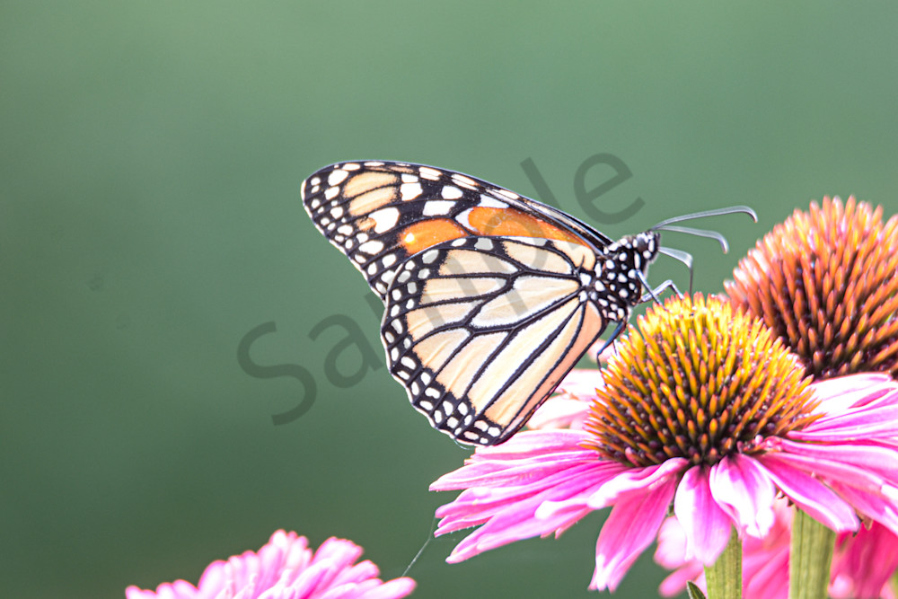 August 2025 978 Photography Art | Photos By Regan