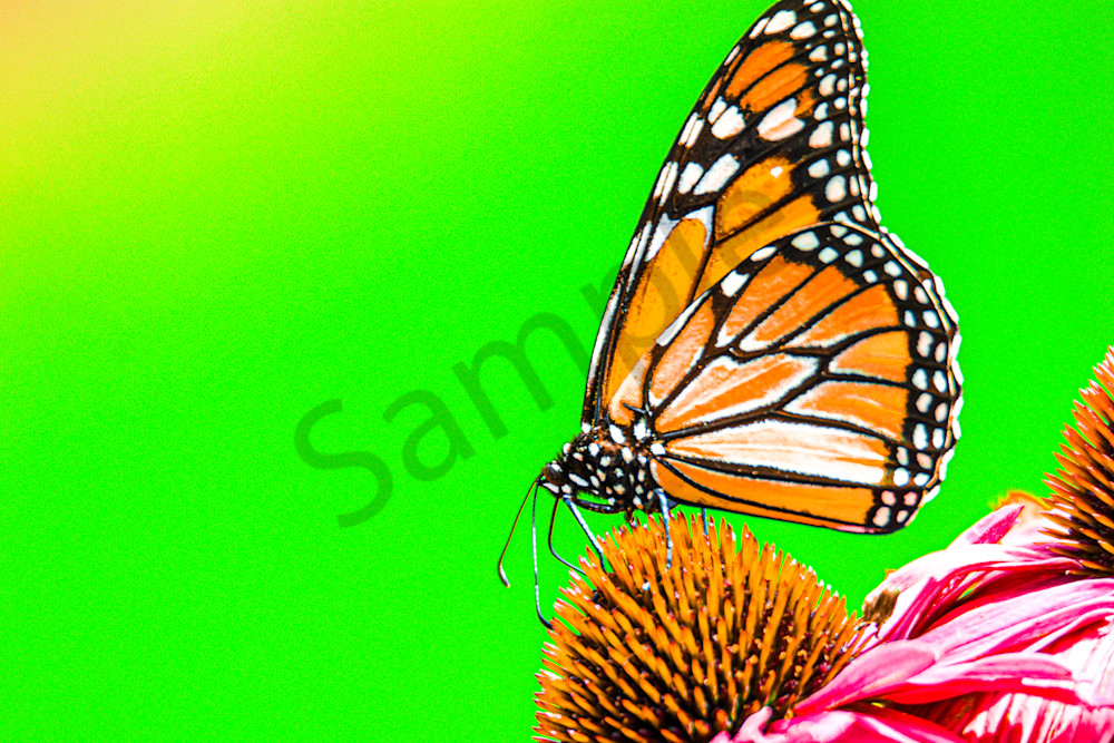 August 2025 1008 Photography Art | Photos By Regan