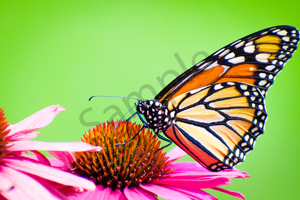 August 2025 1018 Photography Art | Photos By Regan