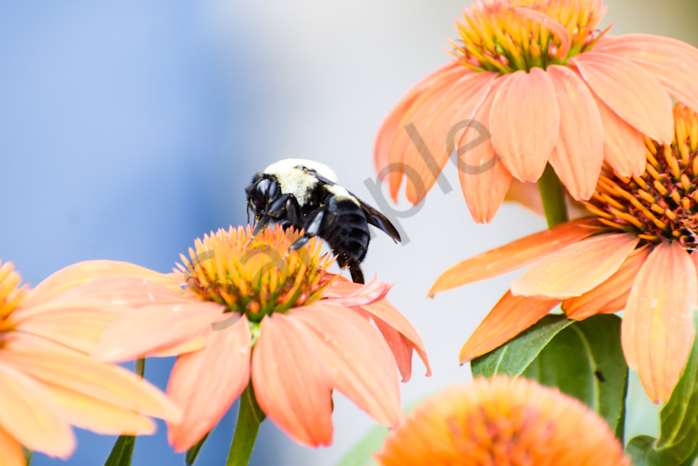 August 2025 1109 Photography Art | Photos By Regan