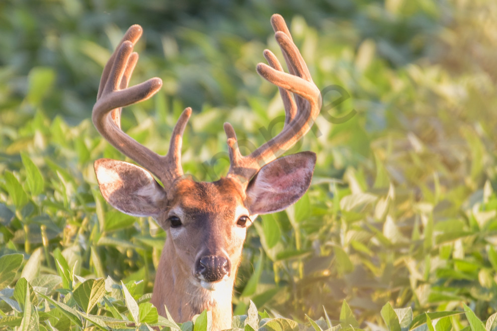 August 2025 1611 Photography Art | Photos By Regan