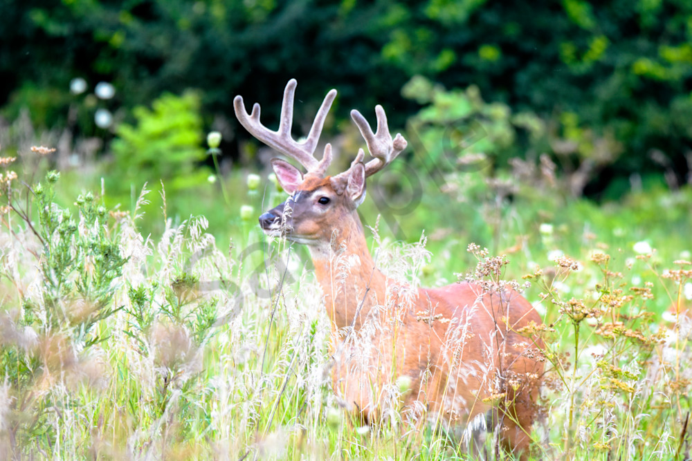 August 2025 1775 Photography Art | Photos By Regan