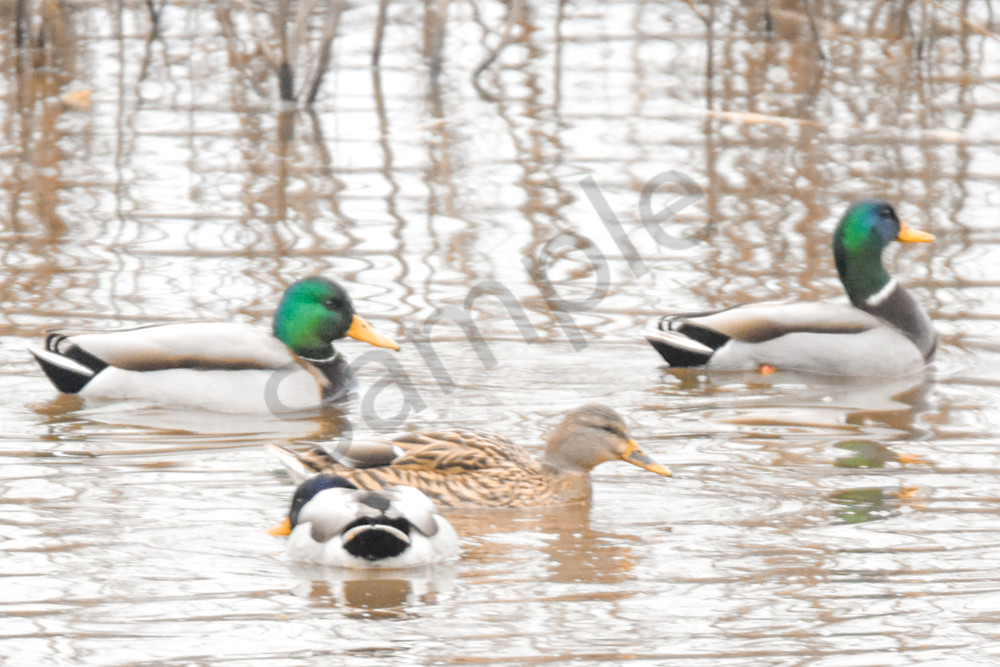 December 2024 8 Photography Art | Photos By Regan