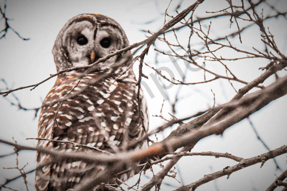 December 2024 49 Photography Art | Photos By Regan