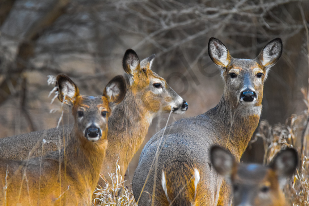 December 2024 109 Photography Art | Photos By Regan