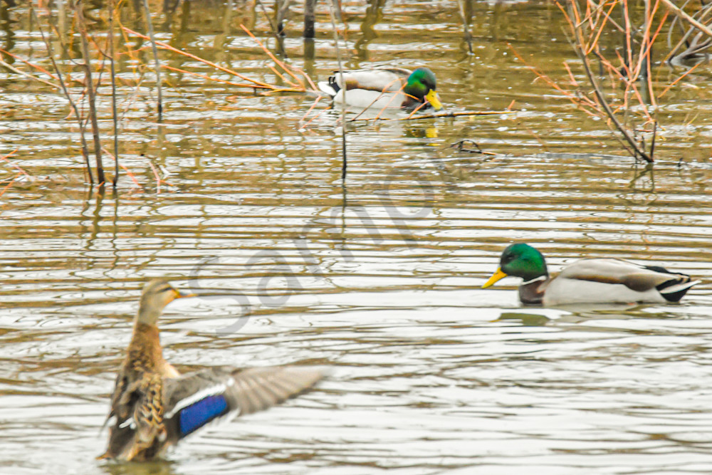 December 2024 17 Photography Art | Photos By Regan