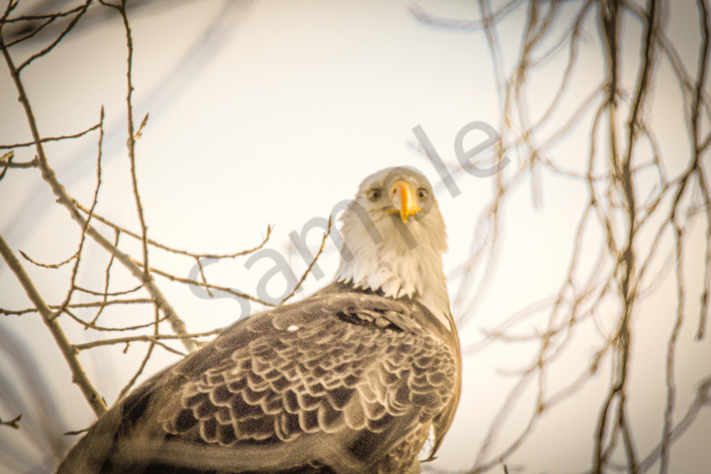 December 2024 377 Photography Art | Photos By Regan